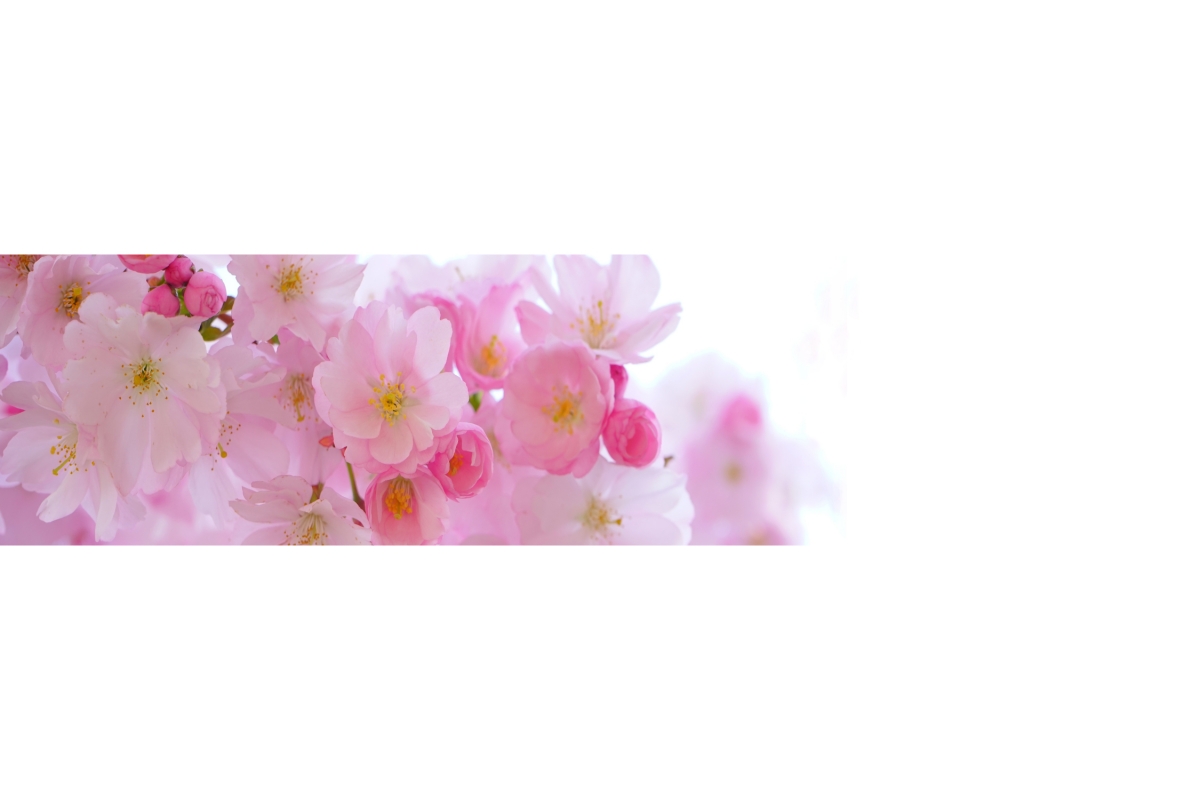Küchenrückwand Folie Blüten Küchenrückwand Folie Blüten