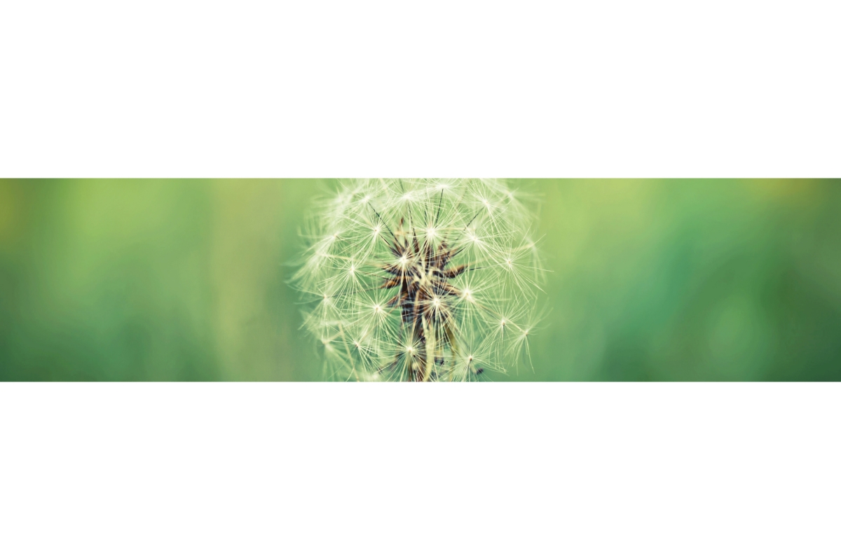 Küchenrückwand Folie Pusteblume Küchenrückwand Folie Pusteblume