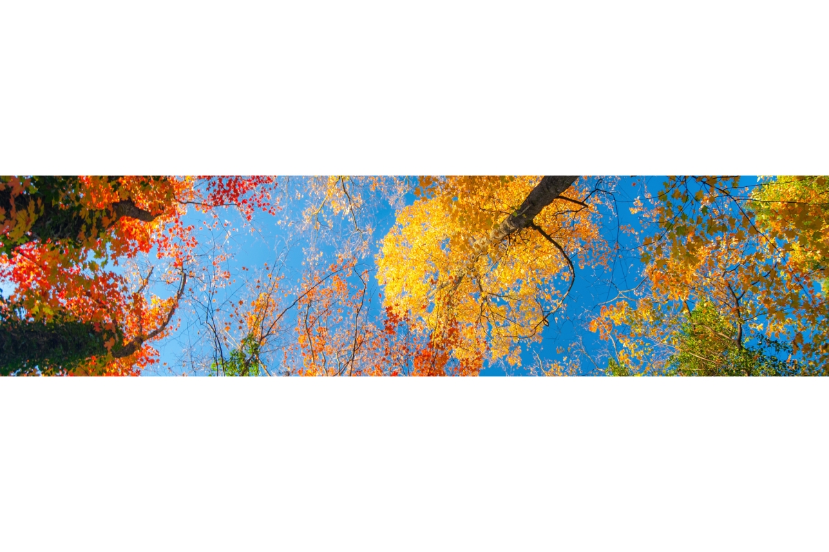 Küchenrückwand Folie Herbst Bäume Küchenrückwand Folie Herbst Bäume
