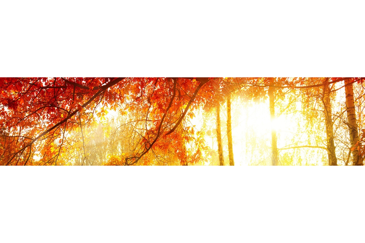 Küchenrückwand Folie Wald im Herbst Küchenrückwand Folie Wald im Herbst
