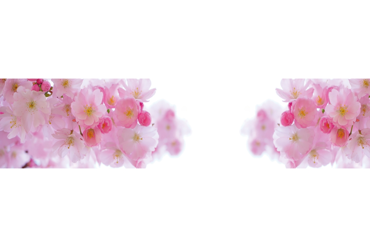 Küchenrückwand Folie Kirschblüten Küchenrückwand Folie Kirschblüten