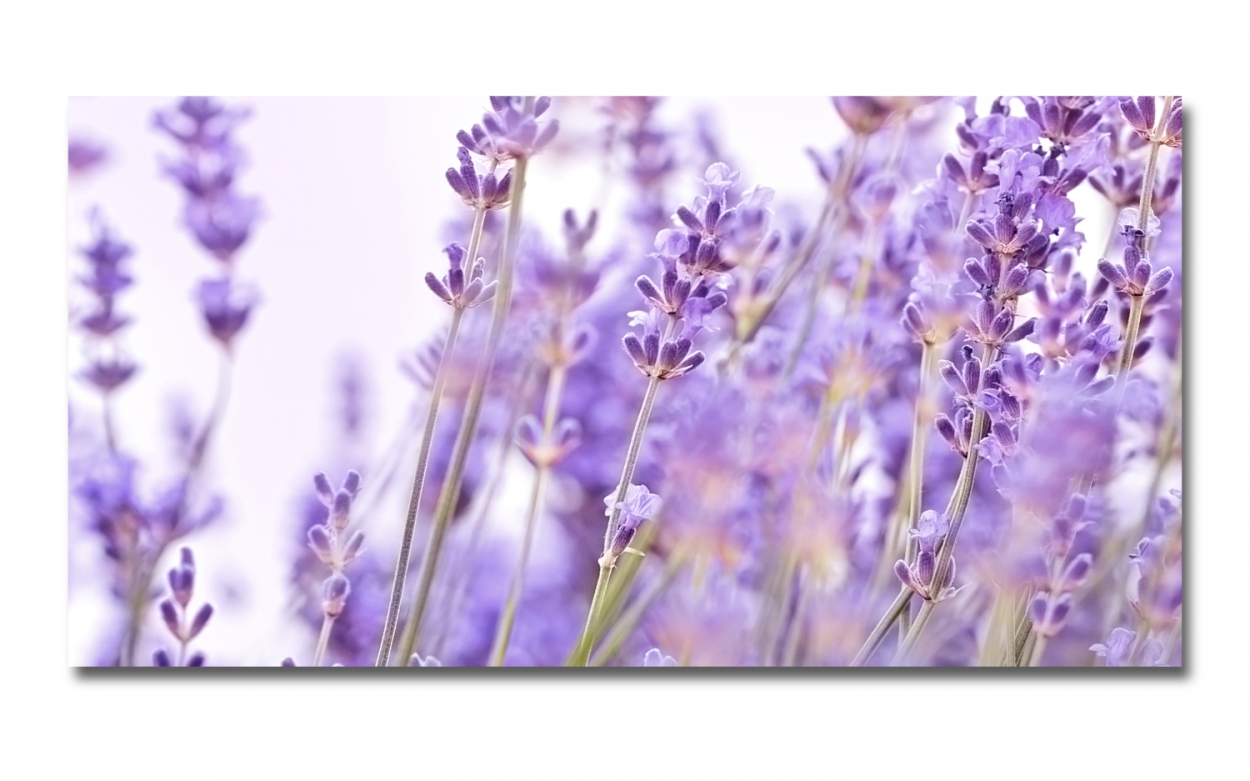 Spritzschutz Küche Lavendel Feld Spritzschutz Küche Lavendel Feld