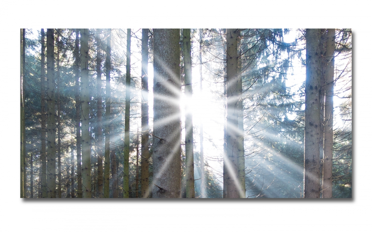 Spritzschutz Küche Hartschaumplatte Wald Sonnenlicht Spritzschutz Küche Hartschaumplatte Wald Sonnenlicht