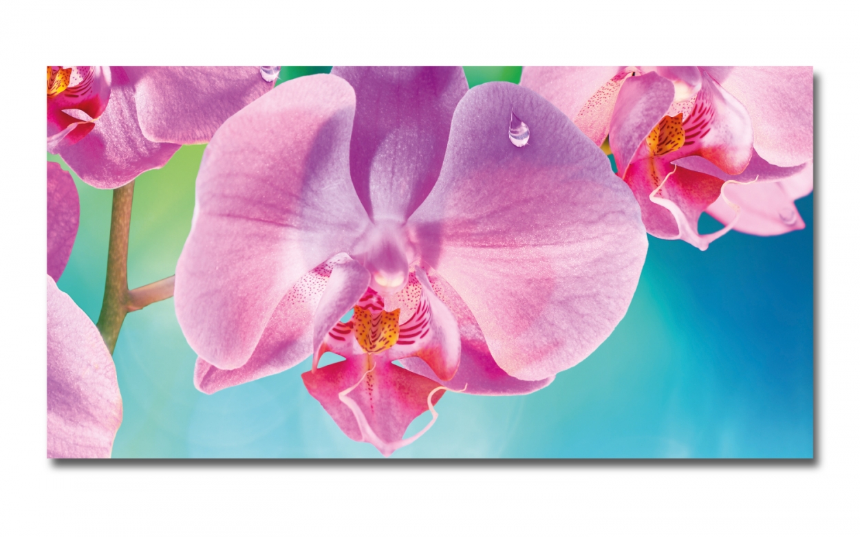 Spritzschutz Küche Orchidee Spritzschutz Küche Orchidee