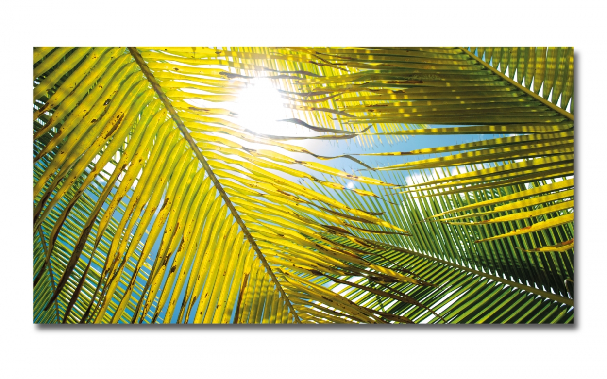 Spritzschutz Küche Palme Sonnenlicht Spritzschutz Küche Palme Sonnenlicht
