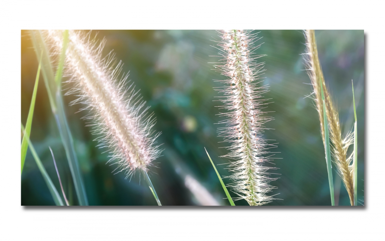 Spritzschutz Küche Hartschaumplatte Pampas Spritzschutz Küche Hartschaumplatte Pampas