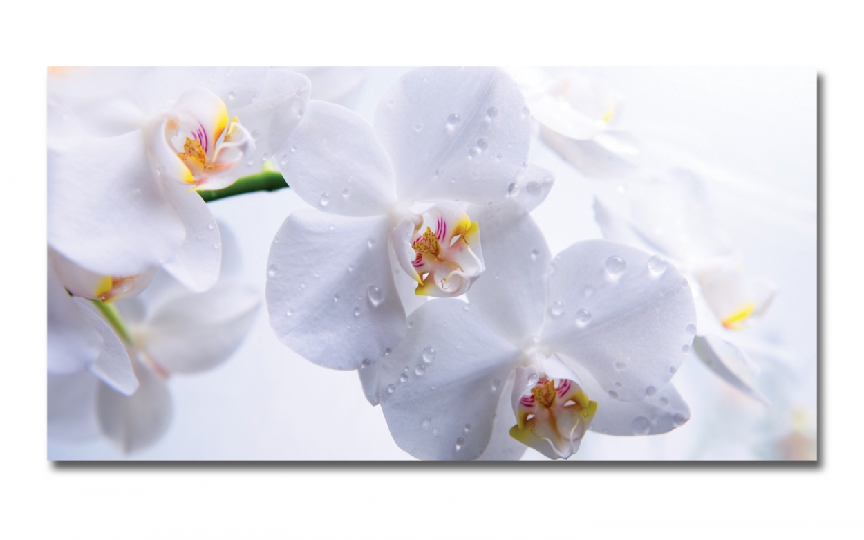Spritzschutz Küche Hartschaumplatte Weiße Orchideen Spritzschutz Küche Hartschaumplatte Weiße Orchideen