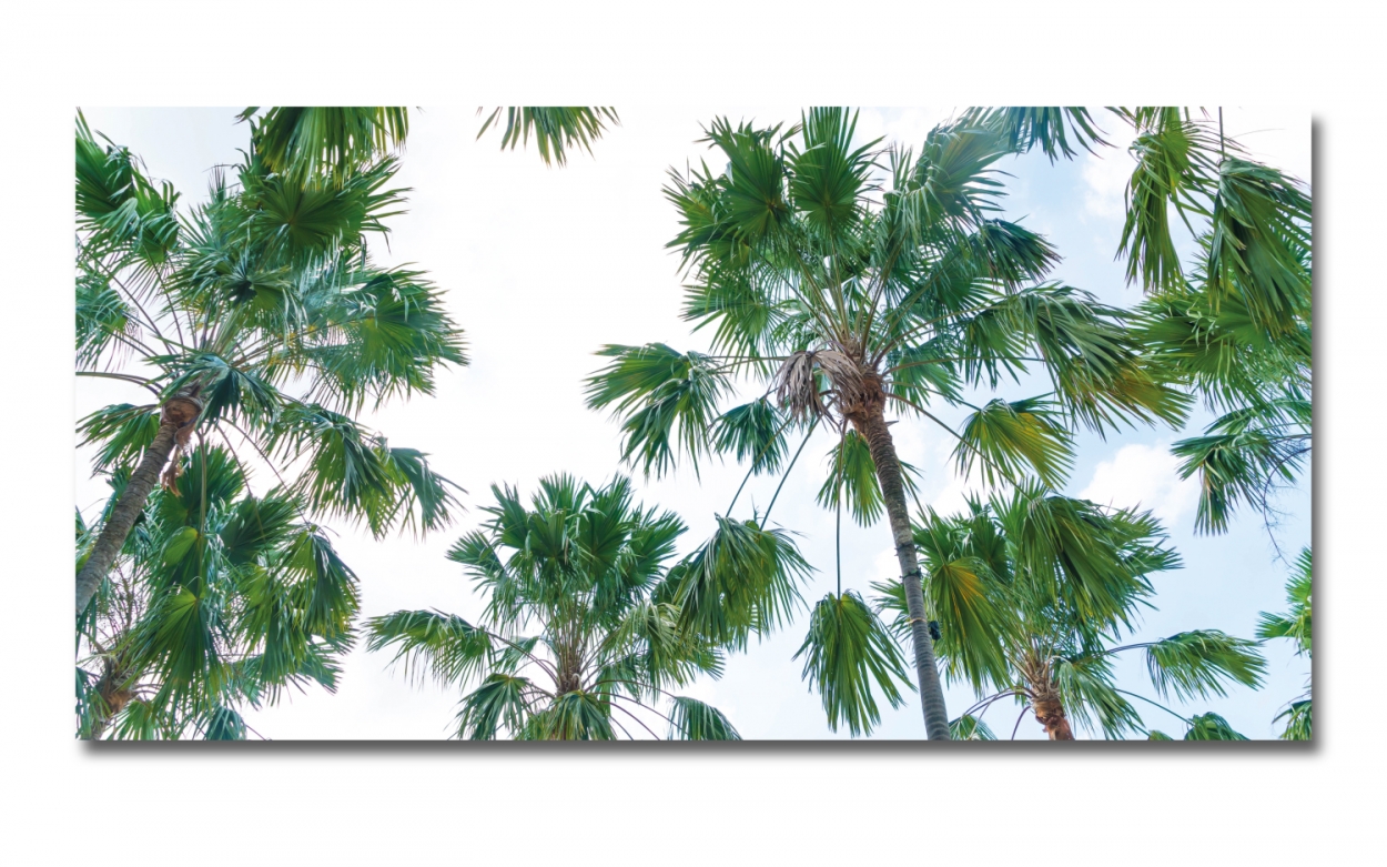 Spritzschutz Küche Acrylglas Palmen Paradies Spritzschutz Küche Acrylglas Palmen Paradies