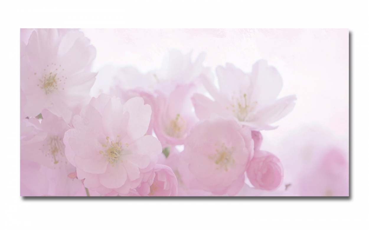Spritzschutz Küche Hartschaumplatte Kirschblüten Spritzschutz Küche Hartschaumplatte Kirschblüten