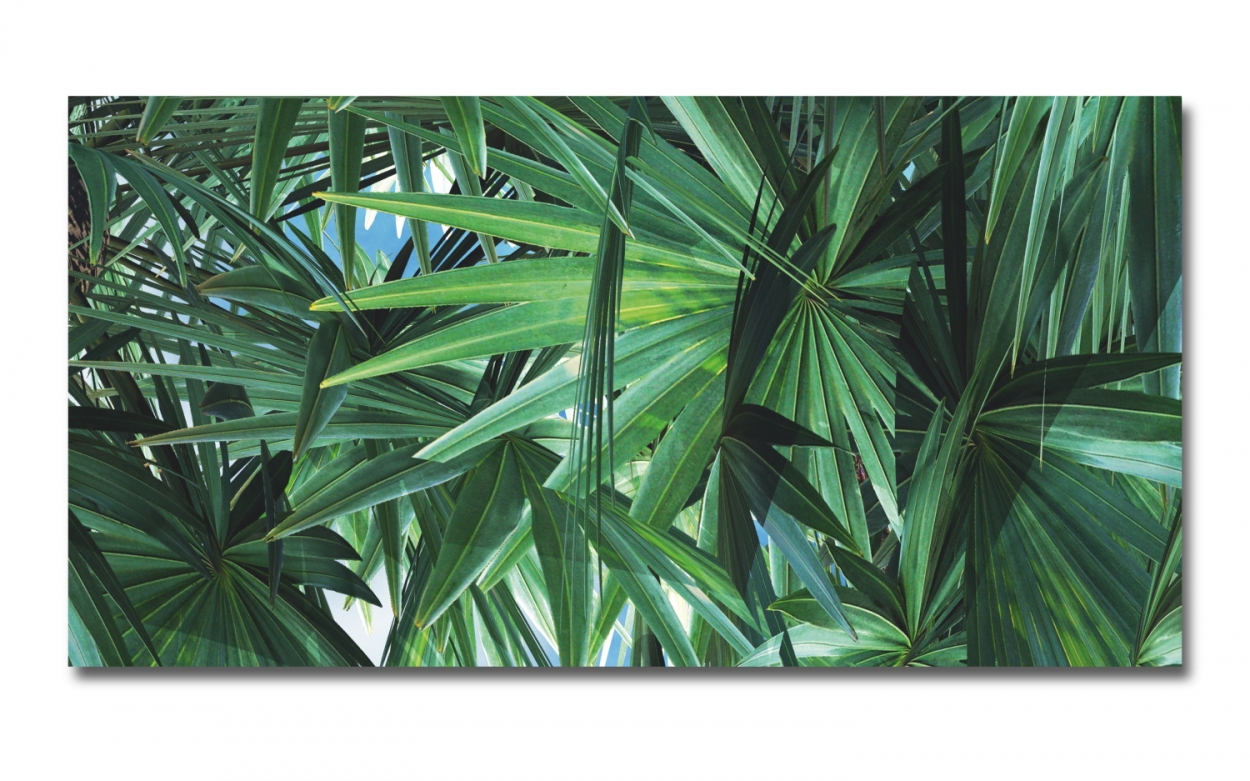 Spritzschutz Küche Acrylglas Tropische Blätter Spritzschutz Küche Acrylglas Tropische Blätter