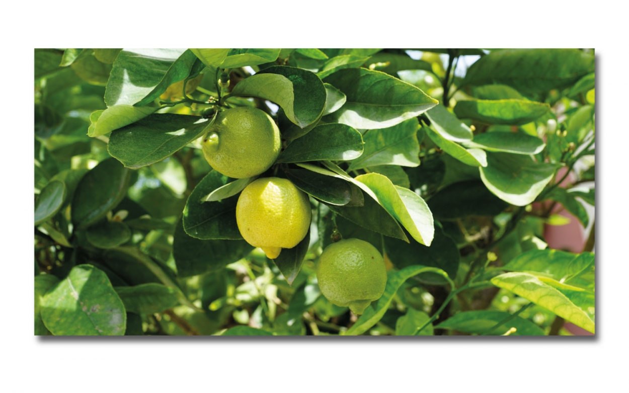 Spritzschutz Küche Acrylglas Zitronenbaum Spritzschutz Küche Acrylglas Zitronenbaum