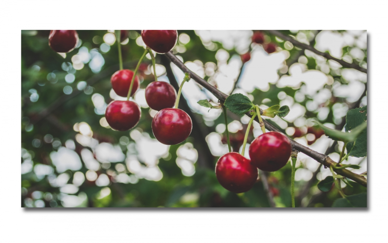 Spritzschutz Küche Hartschaumplatte Kirschenbaum Spritzschutz Küche Hartschaumplatte Kirschenbaum