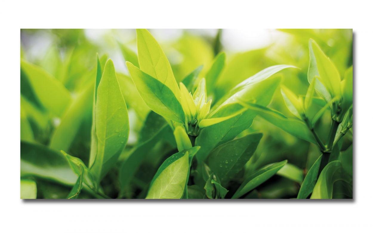 Spritzschutz Küche Hartschaumplatte Grüne Pflanze Spritzschutz Küche Hartschaumplatte Grüne Pflanze