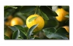 Spritzschutz Küche Hartschaumplatte Zitronenbaum