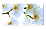 Spritzschutz Küche Hartschaumplatte Orchideen