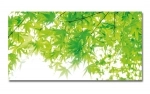 Spritzschutz Küche Hartschaumplatte Grüne Ahorn Blätter