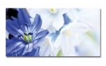 Spritzschutz Küche Hartschaumplatte Blüte